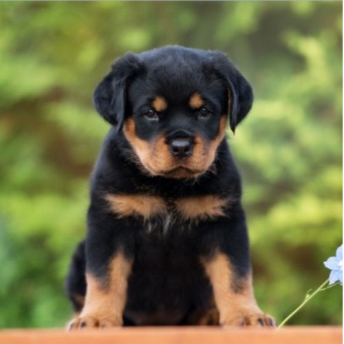 Rottweiler Puppy Book My Puppy